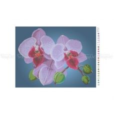 ЧВ-5355 (30*45) Цвет орхидеи. Схема для вышивки бисером. Бисерок