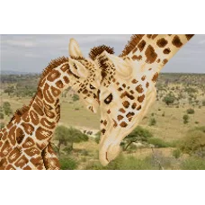 АХ2-072 Момент нежноти. Схема для вышивки бисером. А-Строчка