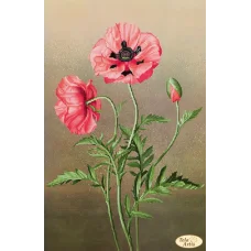 ТА-345 Спутник Морфея. Схема для вышивки бисером Тела Артис