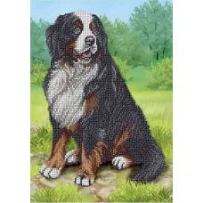 А4-К-1218 Бернский зенненхунд. Схема для вышивки бисером ТМ Acorns
